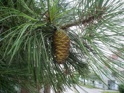 Borovice Jeffreyova - Pinus jeffreyi,  Ústí nad Orlicí