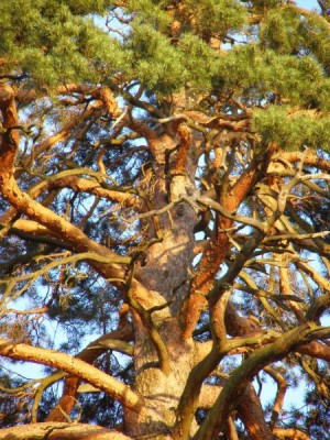 Borovice lesní - Pinus silvestris, Řetová