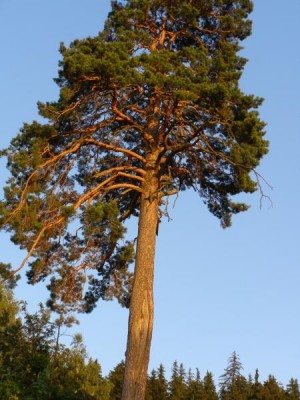 Borovice lesní - Pinus silvestris, Řetová