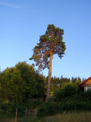 Borovice lesní - Pinus silvestris,  Řetová