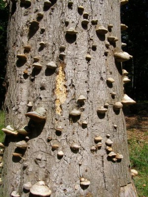 Buky (Fagus),   Státní přírodní rezervace,  Vysoké Chvojno