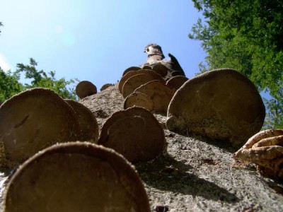 Buky (Fagus),   Státní přírodní rezervace,  Vysoké Chvojno