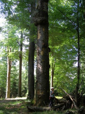 Buky (Fagus),   Státní přírodní rezervace,  Vysoké Chvojno