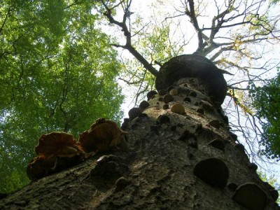 Buky (Fagus),   Státní přírodní rezervace,  Vysoké Chvojno