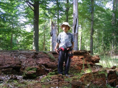 Buky (Fagus),   Státní přírodní rezervace,  Vysoké Chvojno