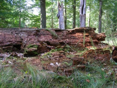 Buky (Fagus),   Státní přírodní rezervace,  Vysoké Chvojno