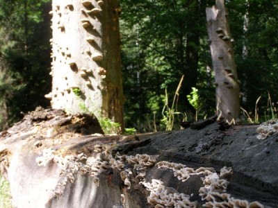 Buky (Fagus),   Státní přírodní rezervace,  Vysoké Chvojno