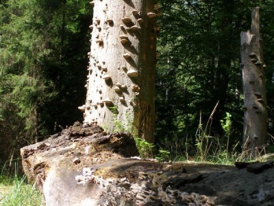 Buky (Fagus),   Státní přírodní rezervace,  Vysoké Chvojno