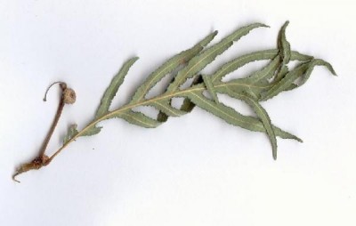 Dub letní, křemelák - Quercus robur ´Pectinatum´ zámecký park Čechy pod Kosiřem