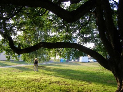 Javor babyka - Acer campestre, Ústí nad Orlicí