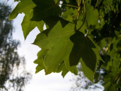 Javor babyka - Acer campestre, Ústí nad Orlicí