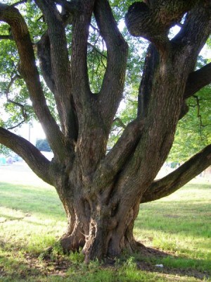 Javor babyka - Acer campestre, Ústí nad Orlicí
