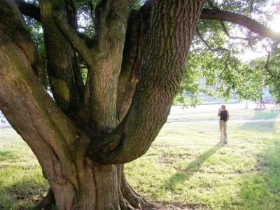 Javor babyka - Acer campestre, Ústí nad Orlicí