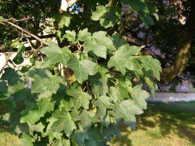 Javor babyka - Acer campestre,  Ústí nad Orlicí