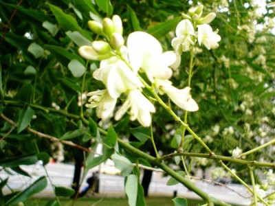 Jerlín japonský - Sophora japonica,  Praha, park u hlavního nádraží