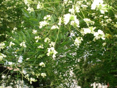 Jerlín japonský - Sophora japonica,  Praha, park u hlavního nádraží