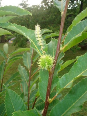 Kaštanovník jedlý - Castanea sativa, Řetová