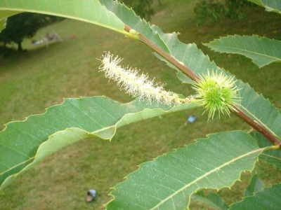 Kaštanovník jedlý - Castanea sativa,  Řetová