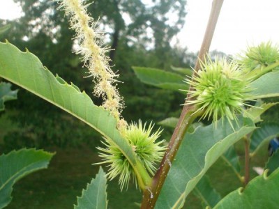 Kaštanovník jedlý - Castanea sativa,  Řetová