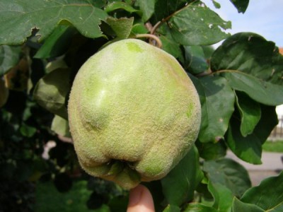 Kdoule obecná - Cydonia oblonga, Ústí nad Orlicí