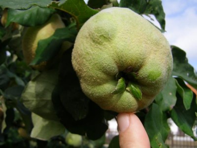 Kdoule obecná - Cydonia oblonga, Ústí nad Orlicí