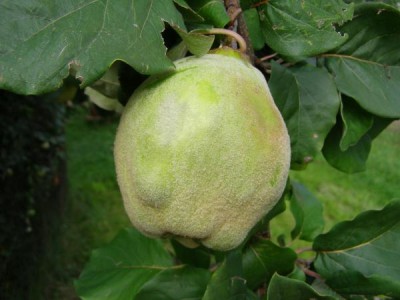 Kdoule obecná - Cydonia oblonga, Ústí nad Orlicí