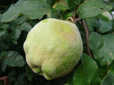 Kdoule obecná - Cydonia oblonga, Ústí nad Orlicí