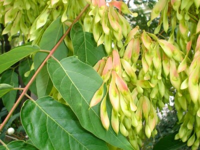 Pajasan žlaznatý - Ailanthus altissima,  Praha, park u hlavního nádraží