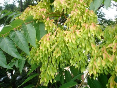 Pajasan žlaznatý - Ailanthus altissima,   Praha, park u hlavního nádraží