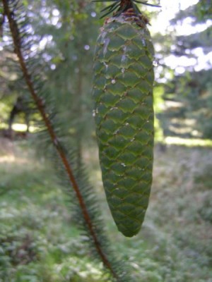 Smrk ztepilý - hadí smrk, Picea abies ´Viminalis´  Vysoké Chvojno