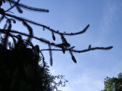 Smrk ztepilý - hadí smrk, Picea abies ´Viminalis´  Vysoké Chvojno