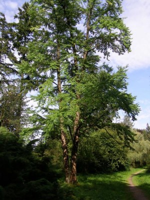 Zmarličník japonský - Cercidiphyllum japonicum, Vysoké Chvojno