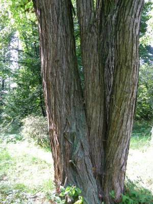 Zmarličník japonský - Cercidiphyllum japonicum, Vysoké Chvojno