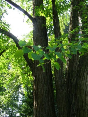 Zmarličník japonský - Cercidiphyllum japonicum, Vysoké Chvojno