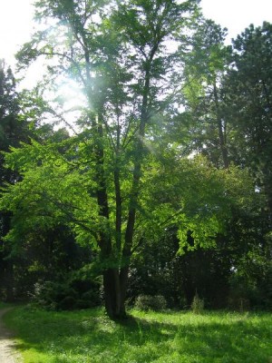 Zmarličník japonský - Cercidiphyllum japonicum, Vysoké Chvojno