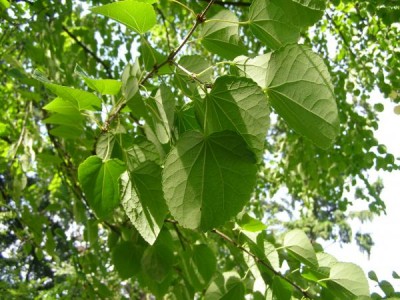 Zmarličník japonský - Cercidiphyllum japonicum, Vysoké Chvojno
