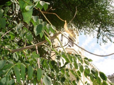 Třeboň - nahovětvec