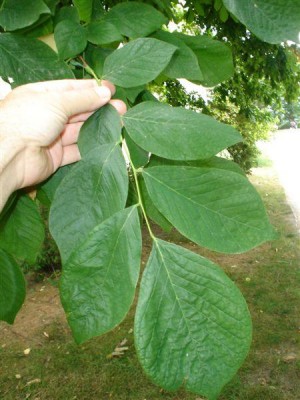 Třeboň - křehovětvec