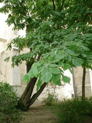 Třeboň - křehovětvec