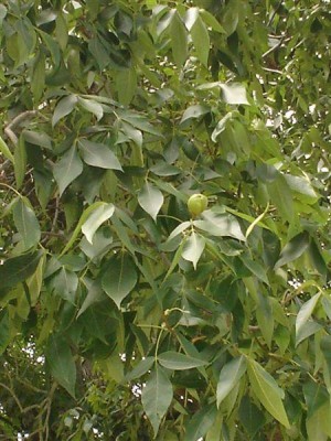 Třeboň - ořechovec