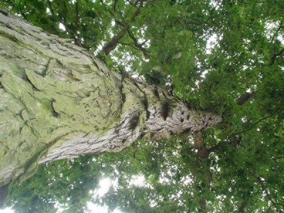 Třeboň - ořechovec