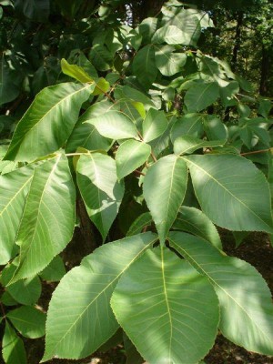 Třeboň - ořechovec