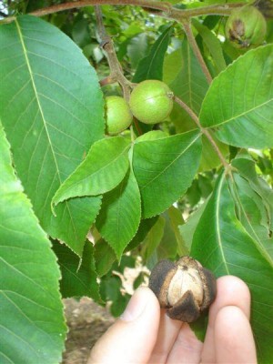 Třeboň - ořechovec