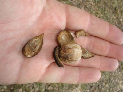 Třeboň - ořechovec