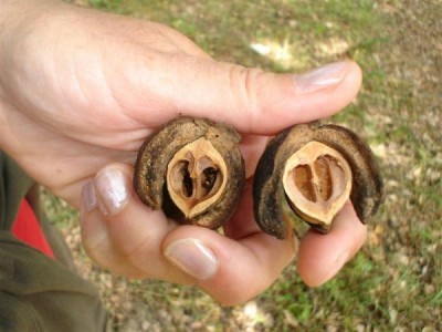 Třeboň - ořechovec