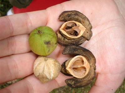 Třeboň - ořechovec