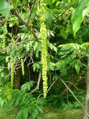 Třeboň - pterokarye