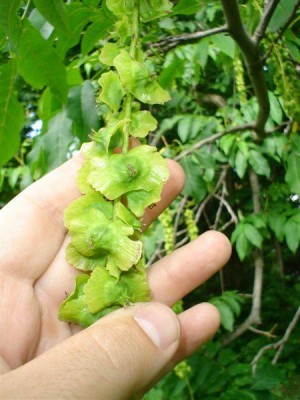 Třeboň - pterokarye