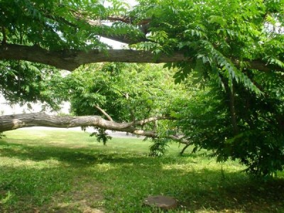 Třeboň - pterokarye