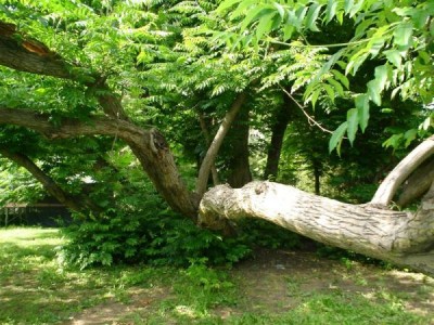 Třeboň - pterokarye